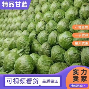【精品甘蓝】质量好价格低诚信为本对接电商供应链社区团购等