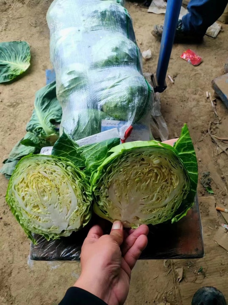 【精品甘蓝】质量好价格低诚信为本对接电商供应链社区团购等