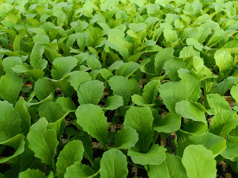 秋绿菜苗，存活率比较高，价格低包售后批发全国发货来电订货
