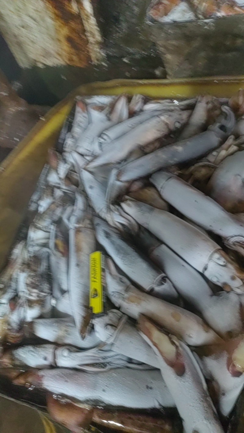 海南黑鱿鱼80-250100/300