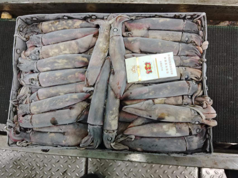 海南黑鱿鱼80-250100/300