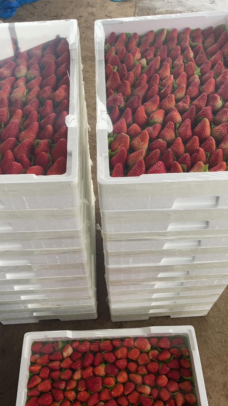 优质红颜草莓，基地直发，品质保证，货源充足稳定，欢迎致电