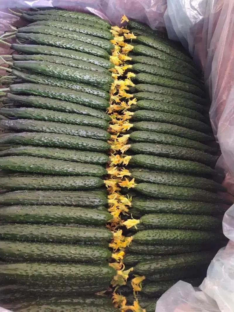 山东密刺黄瓜大量上市可视频看货现摘现发新鲜发货