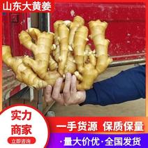 【推荐】山东大黄姜一手货源对接市场商超电商