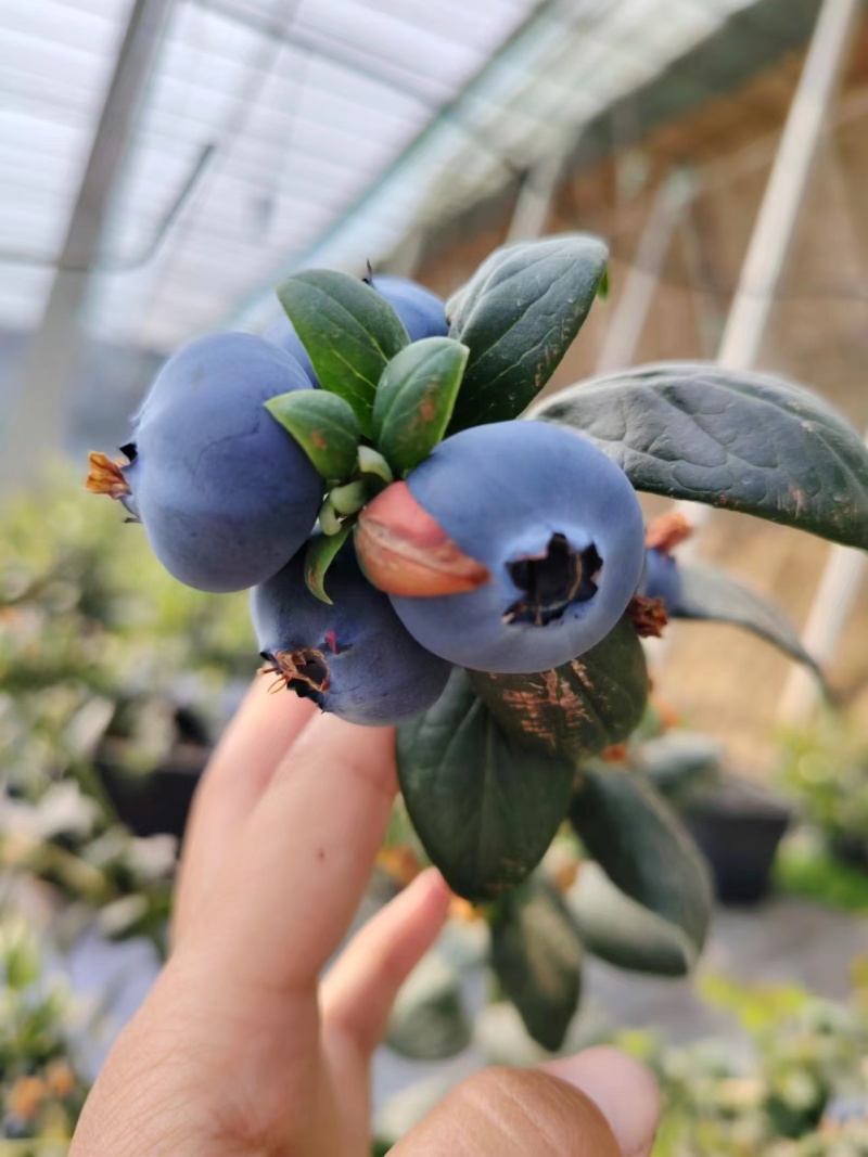 精品蓝莓江苏蓝莓货源充足量大从优质量保证欢迎咨询