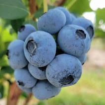 精品蓝莓江苏蓝莓货源充足量大从优质量保证欢迎咨询