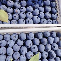 精品蓝莓货源充足量大从优质量保证对接全国欢迎咨询