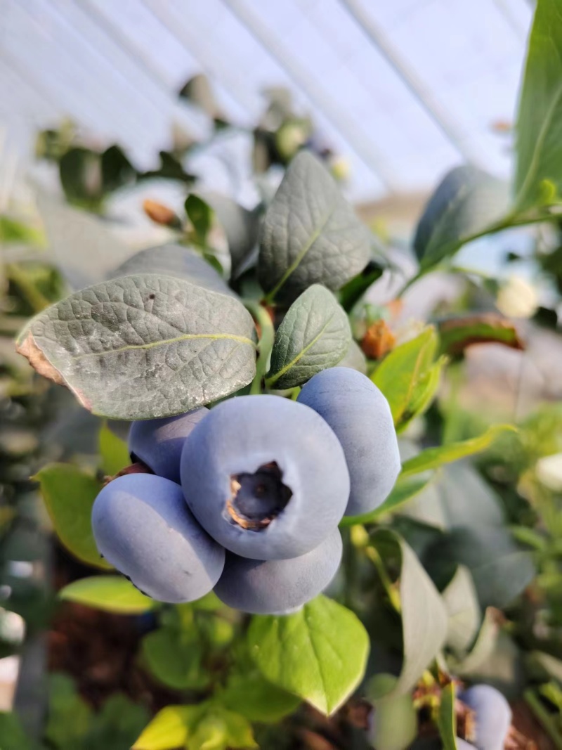 精品蓝莓货源充足量大从优质量保证对接全国欢迎咨询