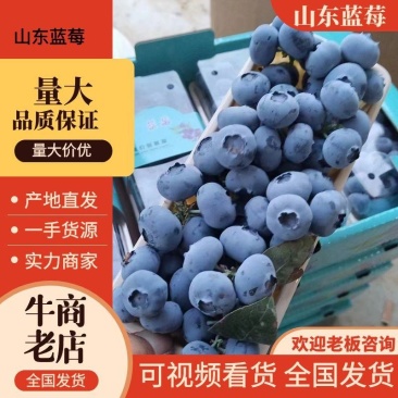 【推荐】山东蓝莓F6L25莱克西对接市场商超电商