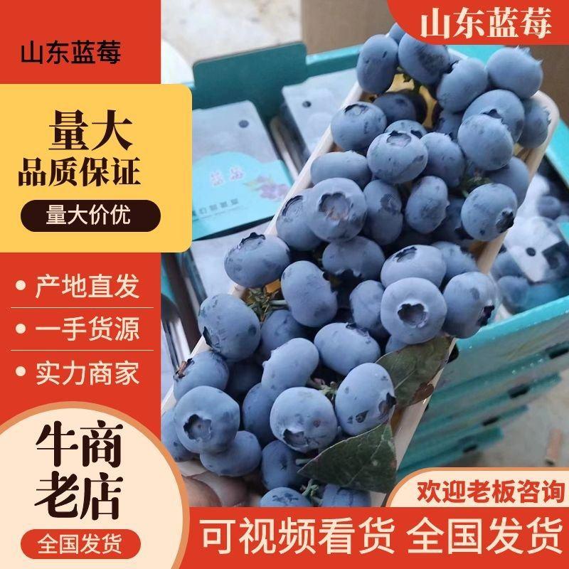 【推荐】山东蓝莓优瑞卡云雀莱克西对接市场商超电商