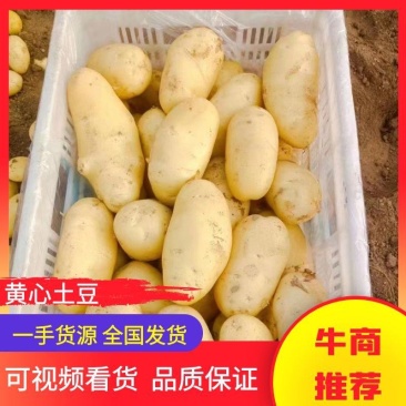 【推荐】山东荷兰十五黄心土豆一手货源对接市场商超电商