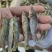 麦穗鱼嘛勾鱼不用去内脏的