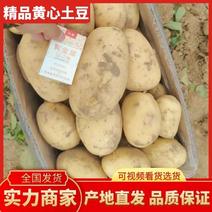 黄心黄皮V7希森荷兰沃土土豆全国发货质量保证