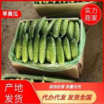 《湖北随州》精品旱黄瓜大量上市中，货源充足，现摘现发