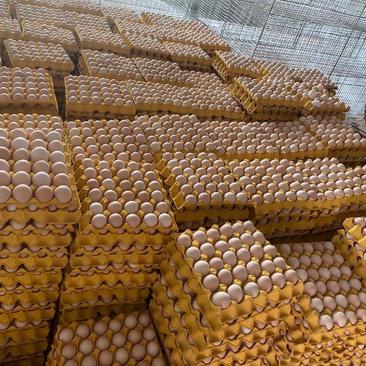 精品散养鸡蛋一手货源对接各大批发商零售商价格实惠包售后