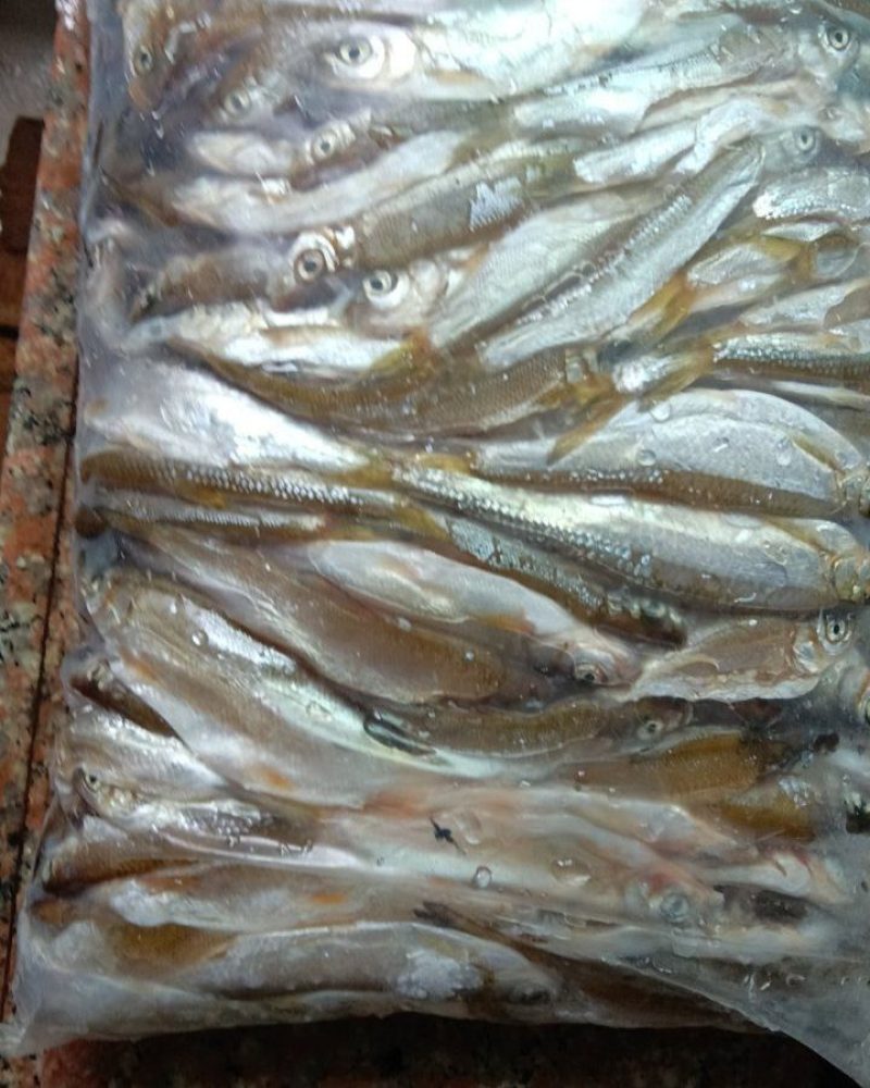 小白条鱼