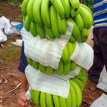 海南香蕉，现已大量上市中，价格便宜，一手货源支持全国发货