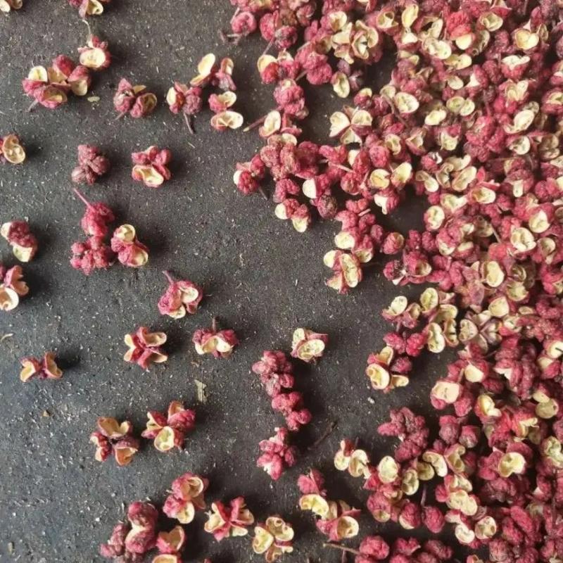 精品大红袍花椒产地直发品质保证量大从优一手货源