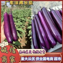 广东长茄市场货，大量货源充足，全国各地发货，实力代发全国