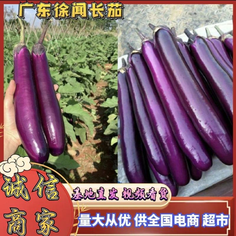 广东长茄市场货，大量货源充足，全国各地发货，实力代发全国