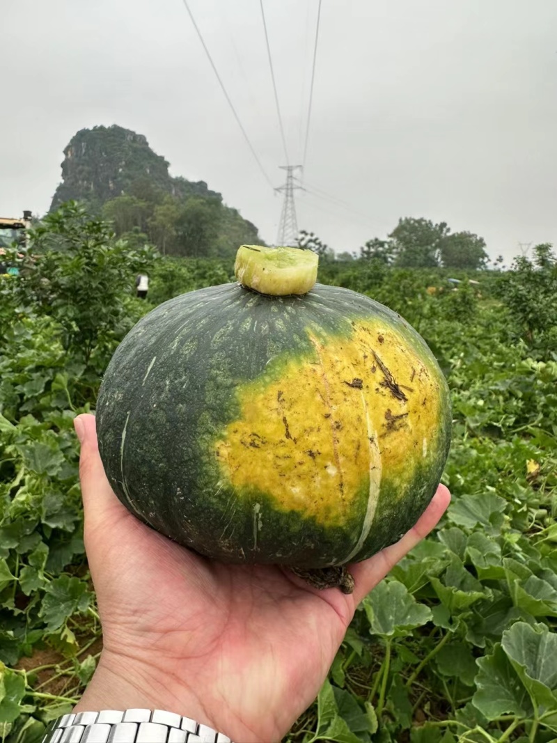 新西兰板栗南瓜倭瓜花绿板栗南瓜种子基地包邮