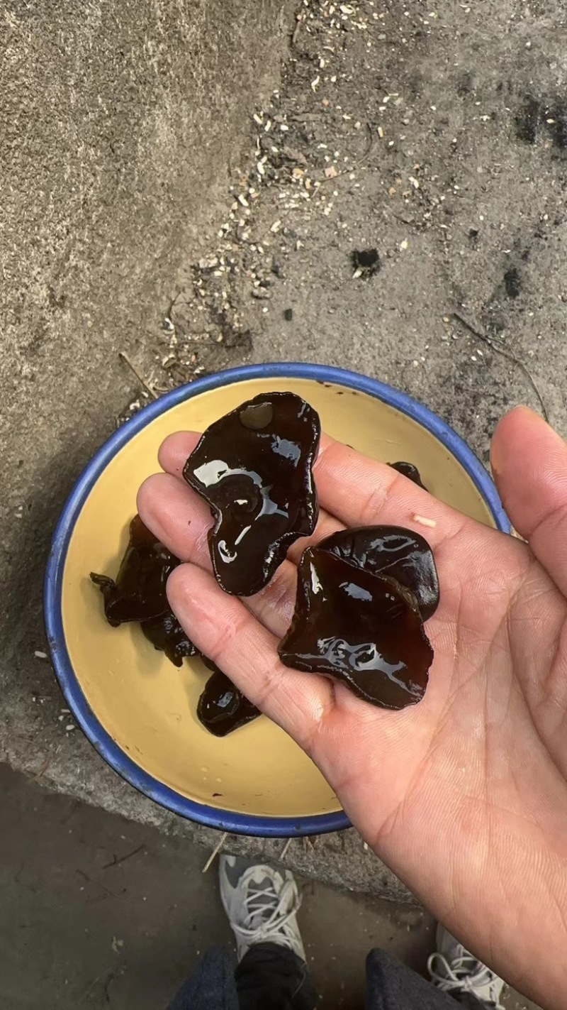 东北黑木耳干货电商跑摊零卖团购小碗耳秋木耳干木耳
