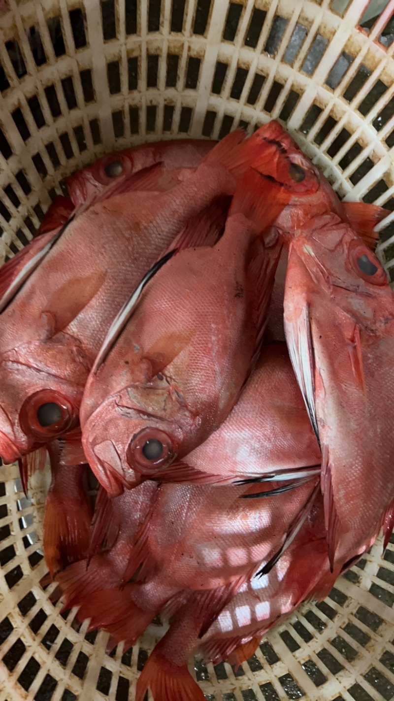 大眼鸡，大眼鲷，红鱼，红鲷，海捕大红鱼，深海大眼鸡