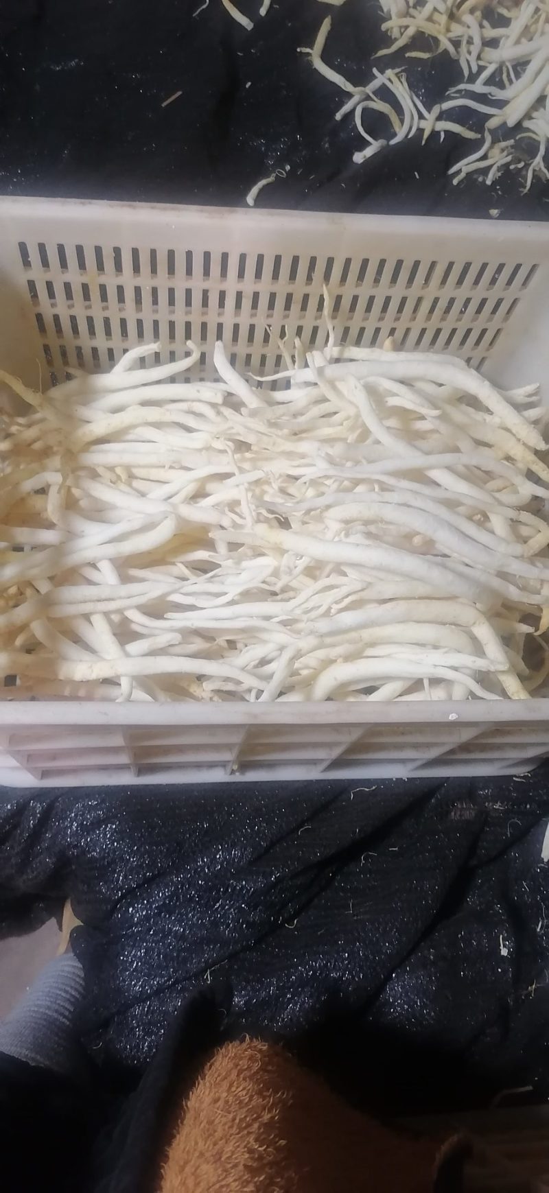 川明参干货