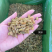 新疆吐鲁番葡萄干提子干厂家批发量大从优