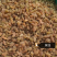 新疆吐鲁番葡萄干提子干厂家批发量大从优