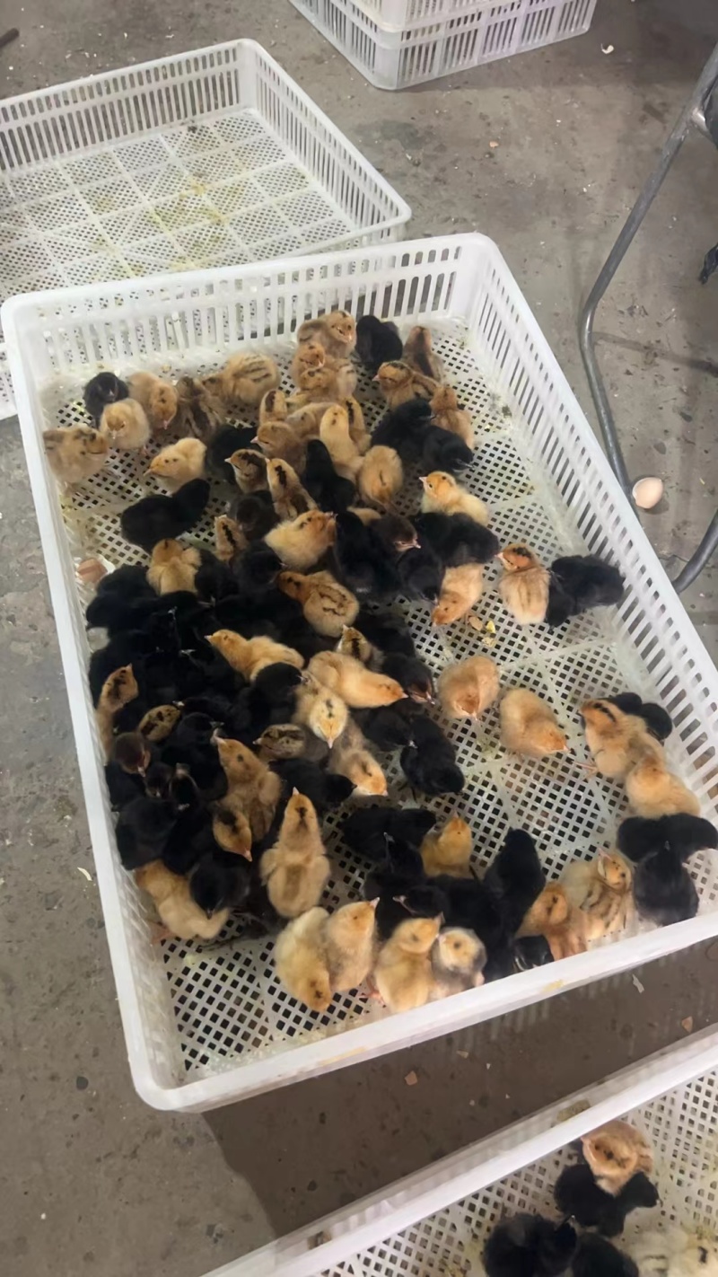 黄麻羽绿壳蛋鸡，厂家供货，一手货源，技术指导上门服务