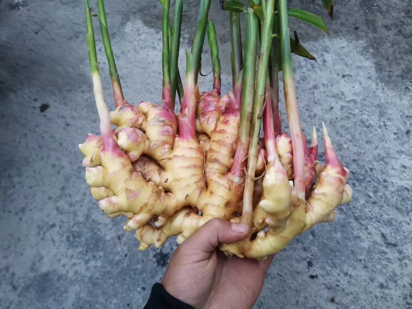 生姜品种对比图