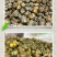 杭州胎菊胎菊花茶果茶胎菊米厂家批发量大从优