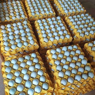 黑羽高产绿壳蛋鸡苗，量大从优，提供技术支持，疫苗齐全
