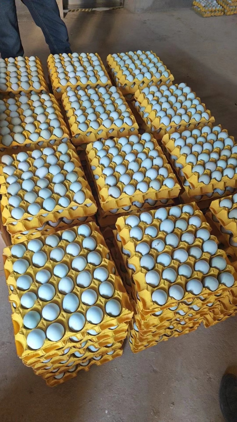 黑羽高产绿壳蛋鸡苗，量大从优，提供技术支持，疫苗齐全
