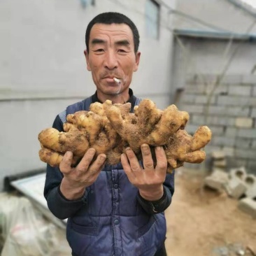 [标题]山东小黄姜一手货源对接市场商超电商量大价优可视频
