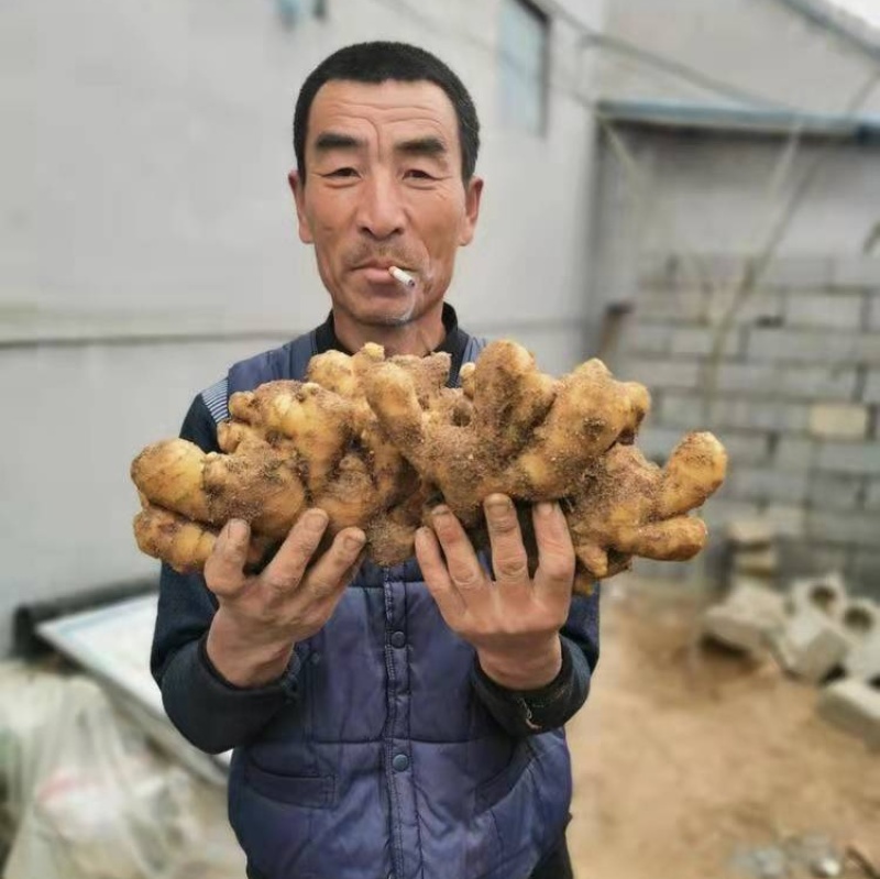 [标题]山东小黄姜一手货源对接市场商超电商量大价优可视频