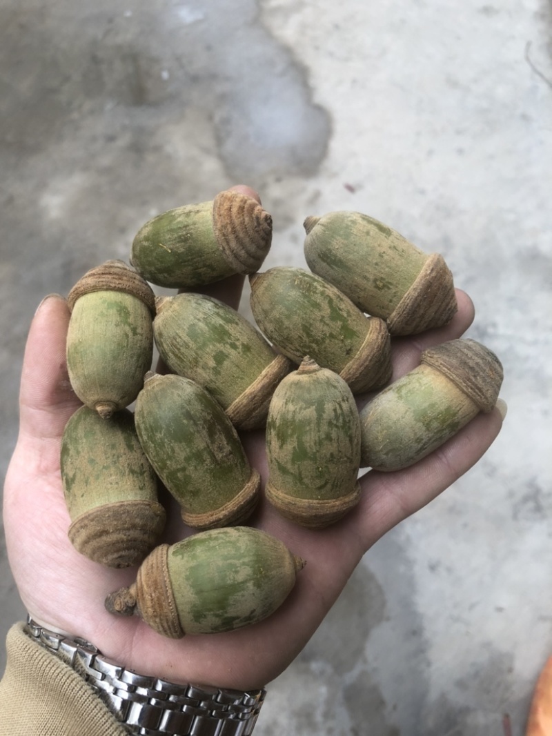 批发狗鞭果毛毛果猪仔粒鲜货干货生烘熟烘等规格