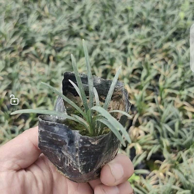 玉龙草杯苗