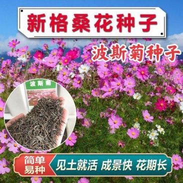 波斯菊格桑花种籽室内室外四季播种开花易活花籽庭院野花组合