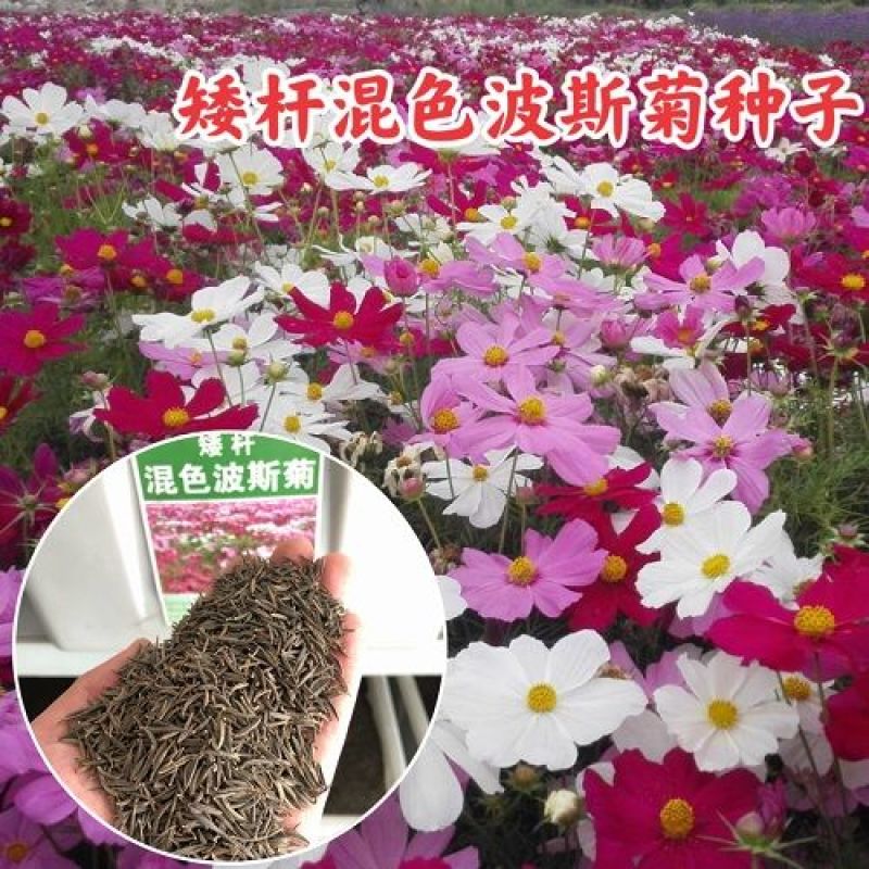 波斯菊格桑花种籽室内室外四季播种开花易活花籽庭院野花组合