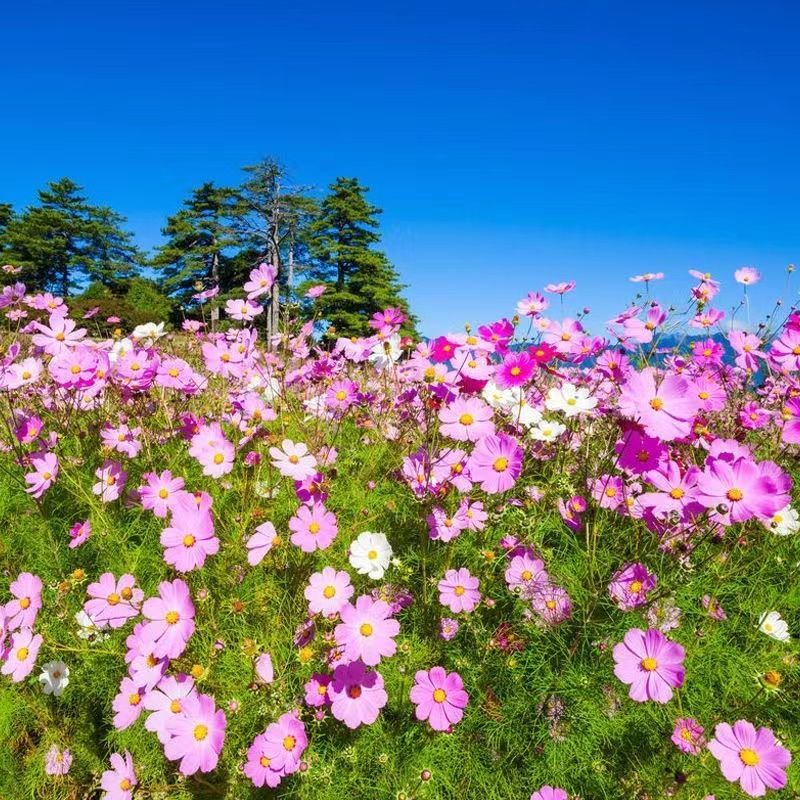波斯菊格桑花种籽室内室外四季播种开花易活花籽庭院野花组合