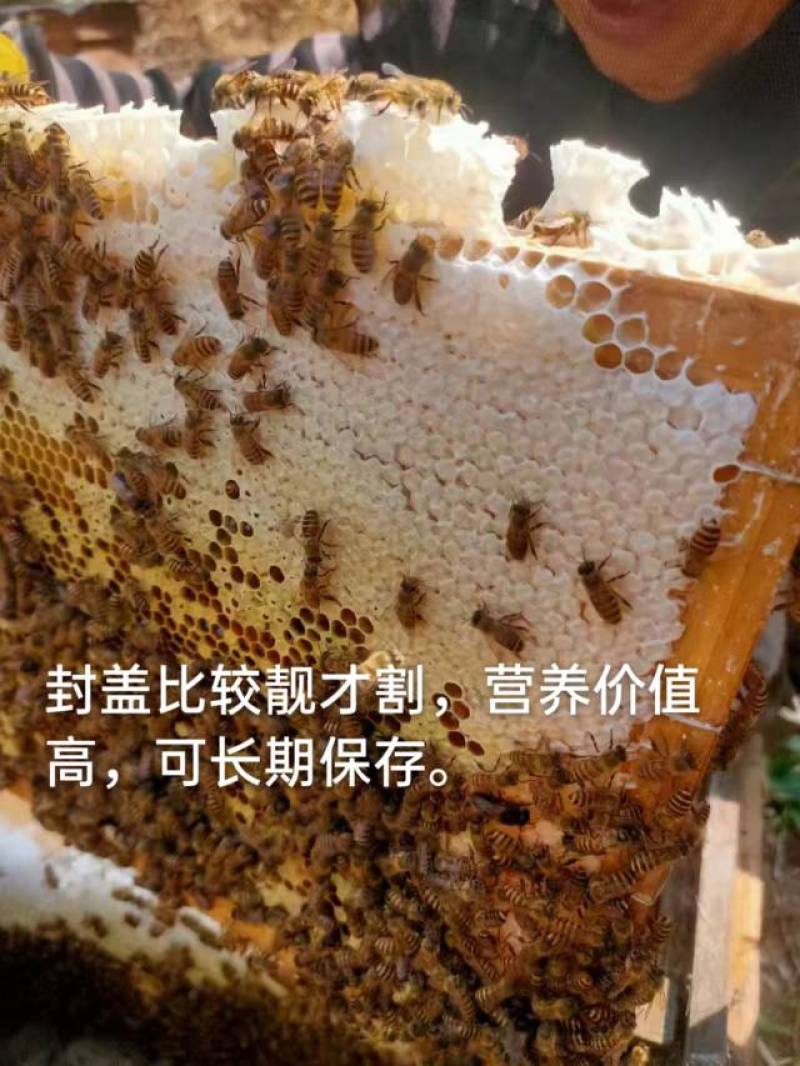 深山土蜂冬蜜（鸭脚木蜜）