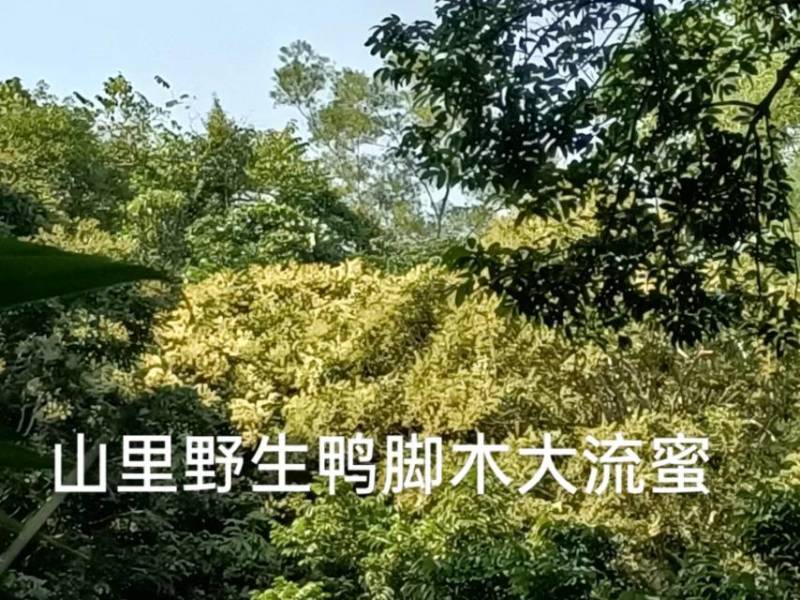 深山土蜂冬蜜（鸭脚木蜜）