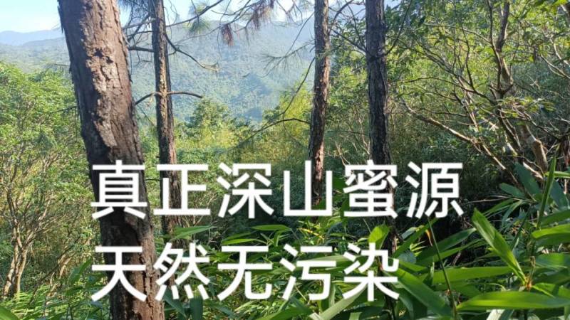 深山土蜂冬蜜（鸭脚木蜜）