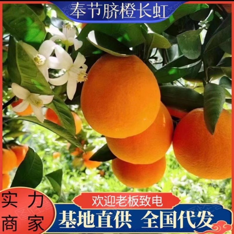 奉节脐橙圆红系列，全国可发，一条龙服务，质优价廉