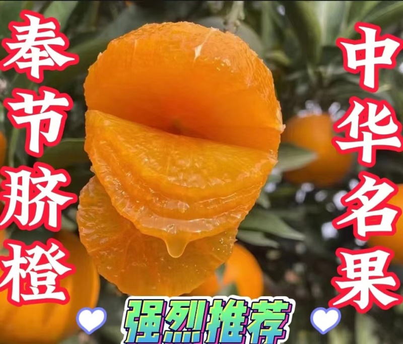 奉节脐橙伦晚，万亩基地，全国可发，一条龙服务