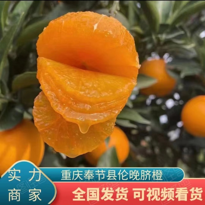 奉节脐橙伦晚，万亩基地，全国可发，一条龙服务