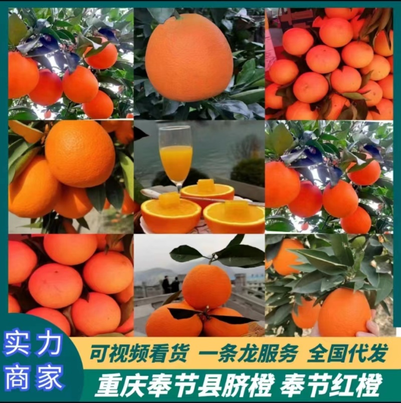 奉节脐橙伦晚，万亩基地，全国可发，一条龙服务