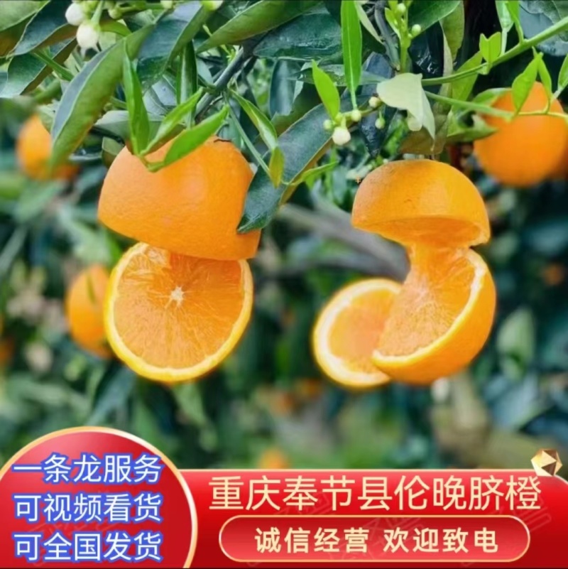 奉节脐橙伦晚，万亩基地，全国可发，一条龙服务